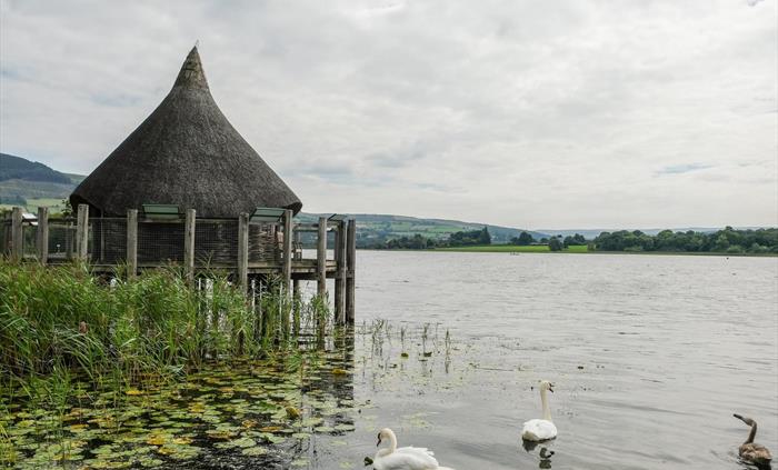 Crannog Centre and swans